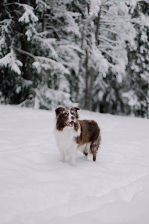 free-photo-of-funny-dog-standing-in-deep-snow-in-a-coni_005.jpeg