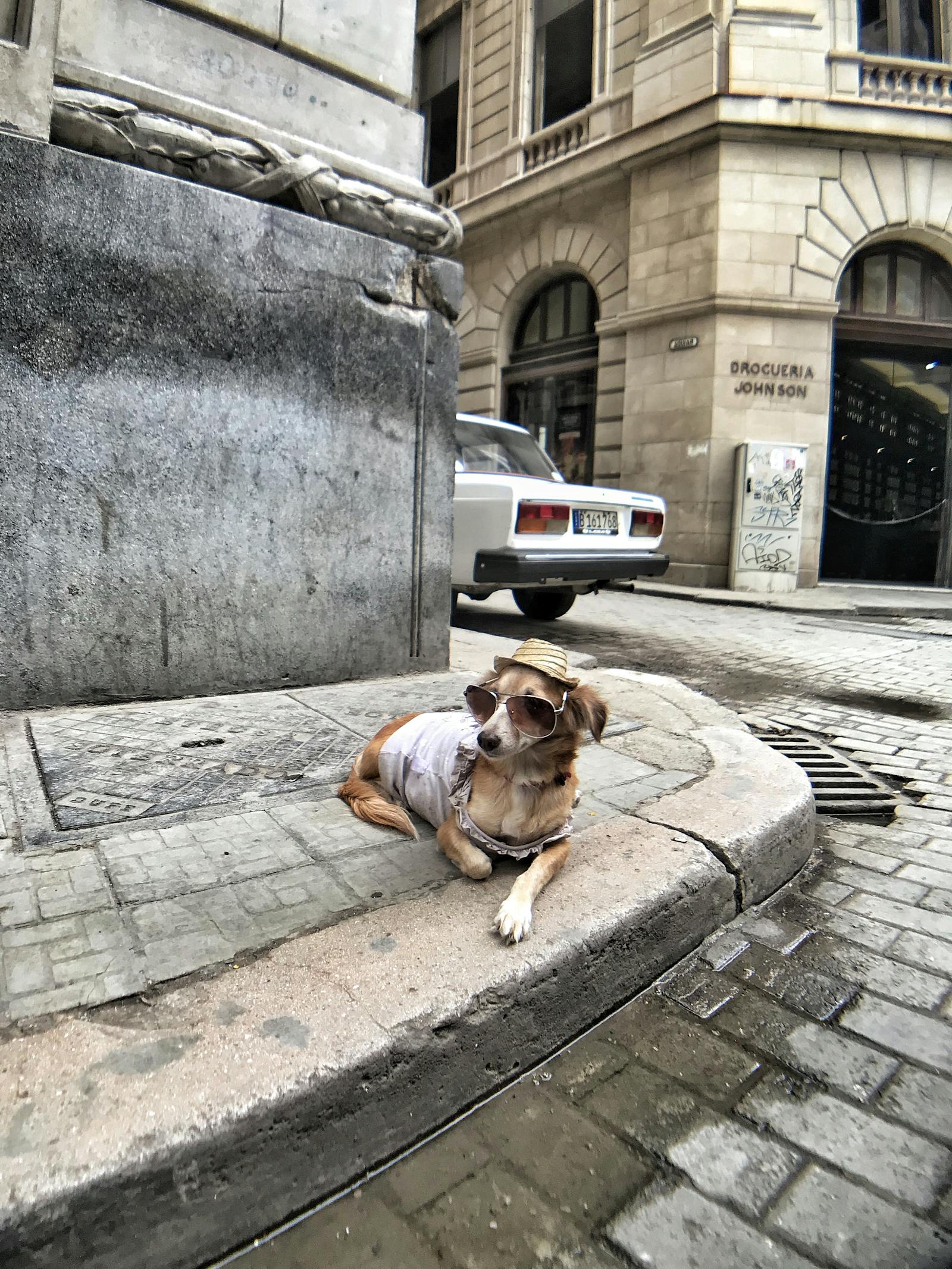 Makanan Anjing Peking