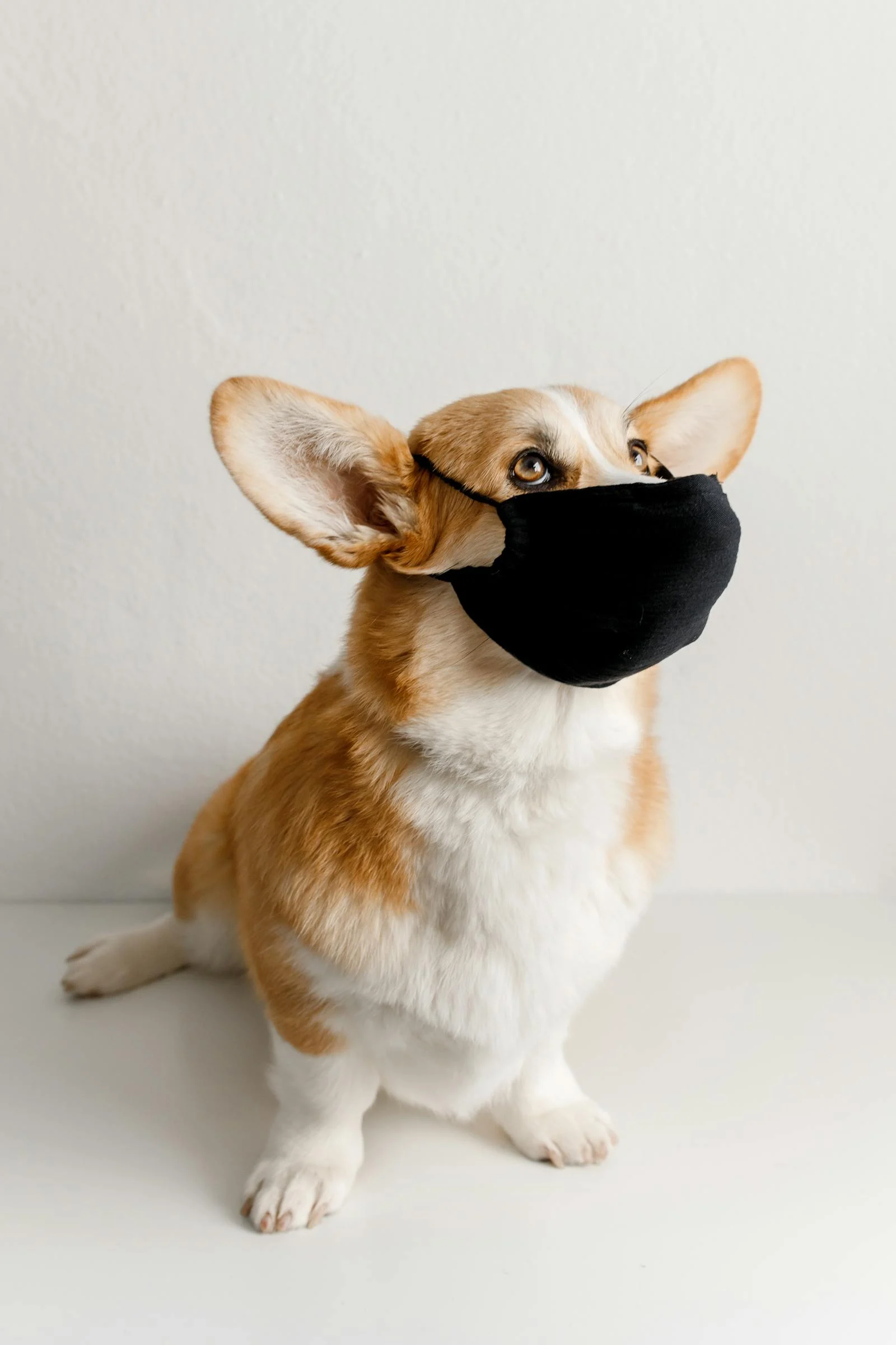Pantangan Makanan Anjing Beagle