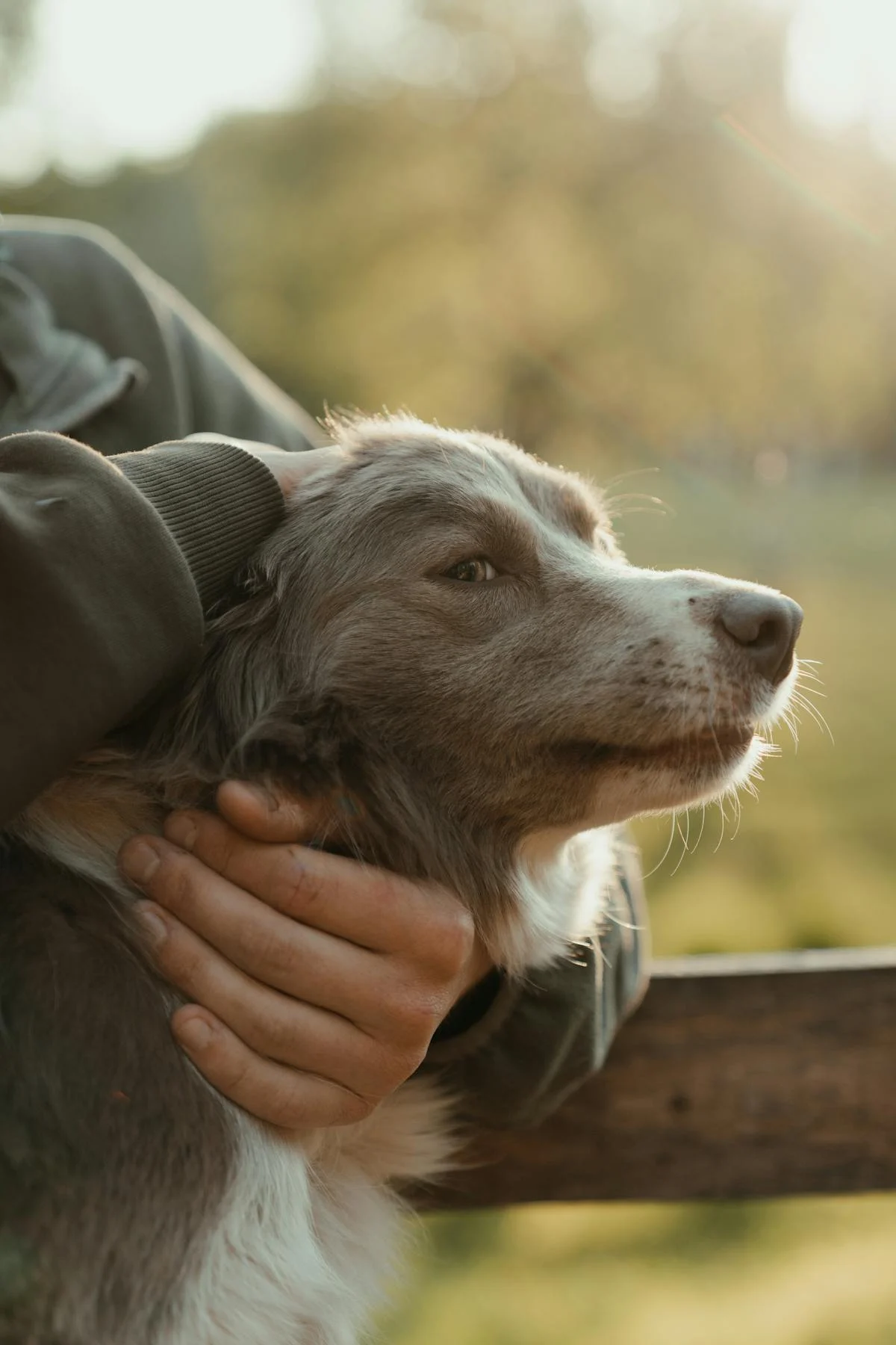 Bravery Dog Food