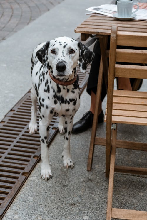 free-photo-of-dog-wearing-a-bandana-in-a-park.jpeg