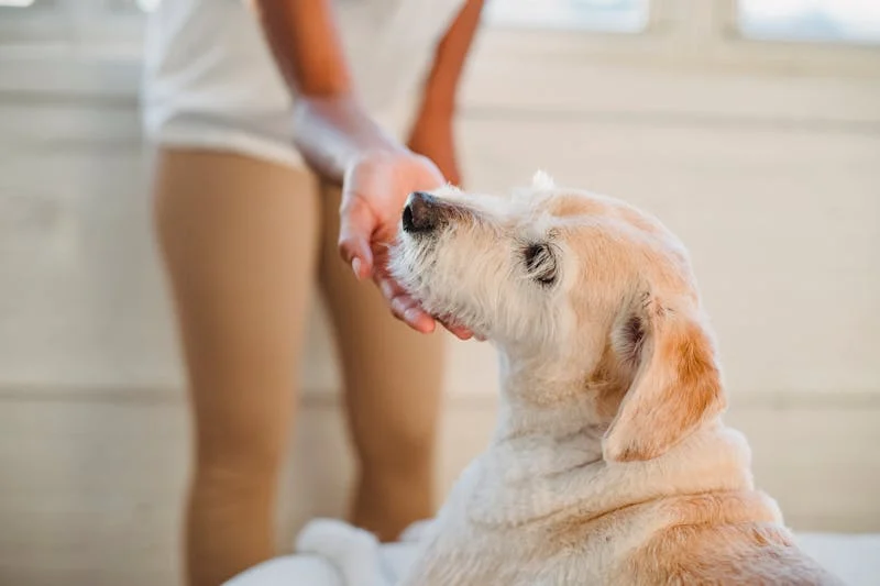 Perawatan Anjing Golden Retriever