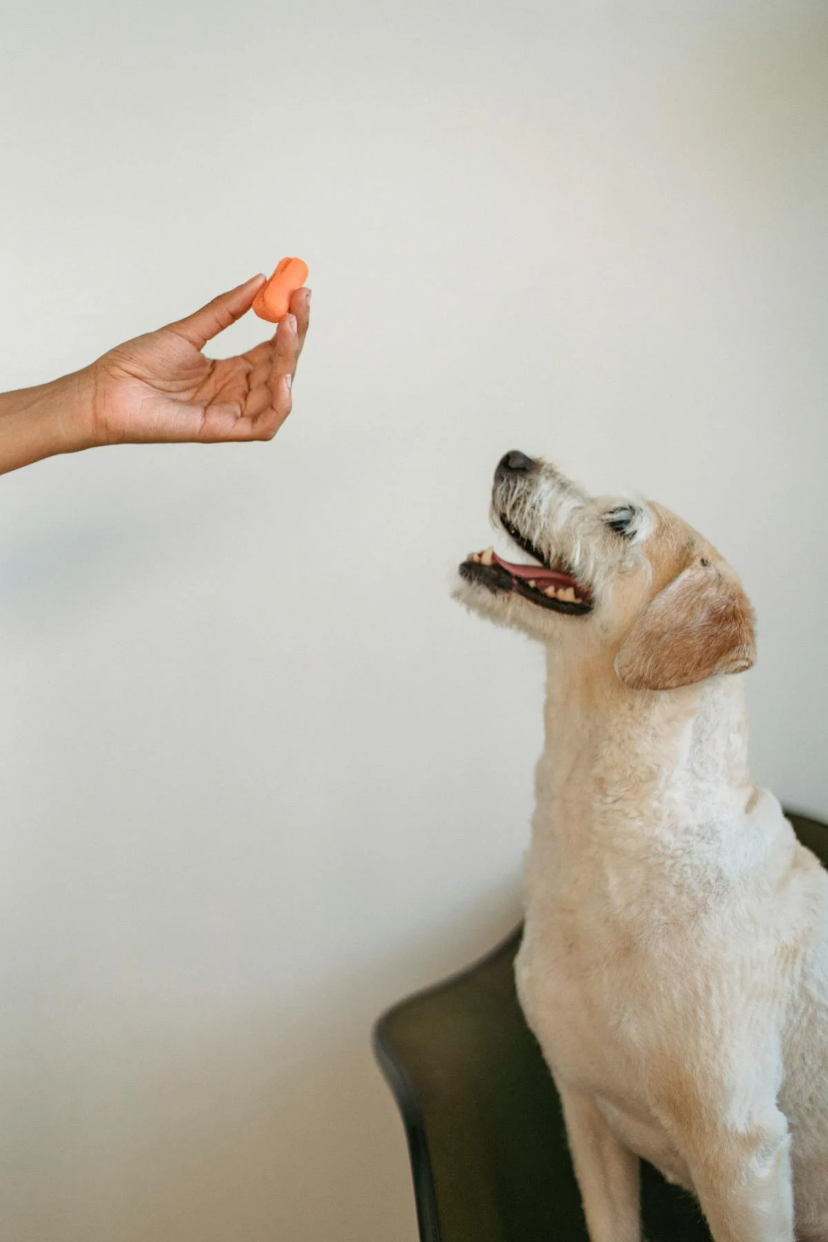 Pantangan Anjing Sakit Ginjal