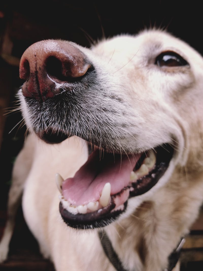 Makanan Untuk Anjing Golden Retriever